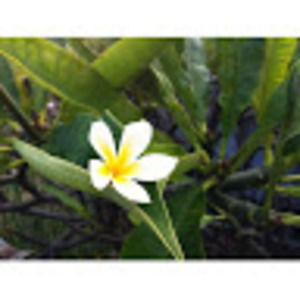 Meet your Posher, Sawa